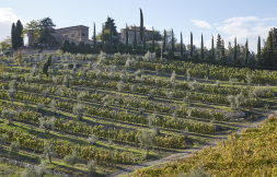 Castagnoli Chianti Classico Toscana